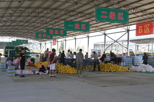 民勤蜜瓜甲天下 民勤縣2020年蜜瓜產(chǎn)業(yè)發(fā)展綜述